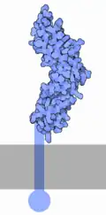 Tissue factor
