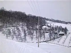 Tolisavac