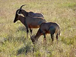 grazing in the Masai Mara