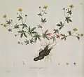 Tormentilla officinalis