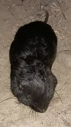 Dark brown gopher