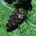 Trachys broussonetiae, Japan