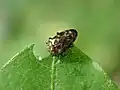 Trachys reitteri, Japan