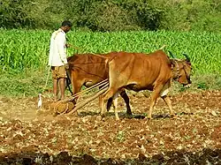 Image 25An Indian farmer with a rock-weighted scratch plough pulled by two oxen. Similar ploughs were used throughout antiquity. (from History of agriculture)