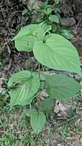 Trema orientalis