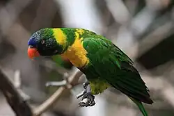A green parrot with a yellow chest, nape, and legs, and a blue forehead