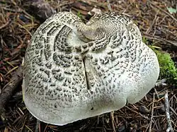 Tricholoma pardinum