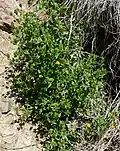 Form