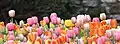 Various tulips in the gardens