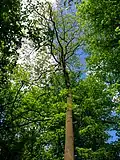 A Turkey oak coming into leaf