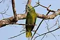 Wild bird in the Pantanal, Brazil