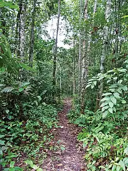 Type locality: Selangor State Park
