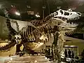 Tyrannosaurus rex