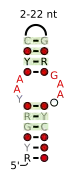 A consensus secondary structure and primary sequence for the UAA-GAN RNA motif.