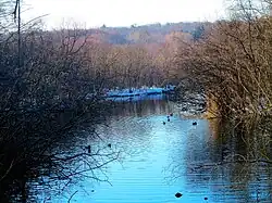 Ducks on a pond.