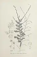'Hunnybunii pseudo-Stricta': flowers and fruit
