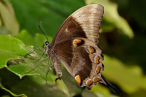 Image 16 Papilio ulysses Photo credit: Fir0002 The Ulysses Butterfly (Papilio ulysses) is a large Australian swallowtail with a wingspan of about 14 cm (5.5 in). The top of the butterfly’s wings are an iridescent electric blue; the underside is a more subdued black and brown coloration. When the butterfly is perched the intense blue of its wings is hidden (as seen here), helping it to blend in with its surroundings. More selected pictures
