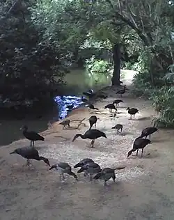 Egyptian geese and spur-winged geese at Umdoni Bird Sanctuary