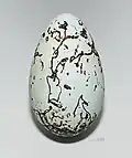 Long, "elliptical" bird egg (Common murre)