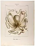 Common octopus (Octopus vulgaris, max. 1–2&nbsp;m or 3.3–6.6&nbsp;ft)