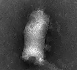 Negative stain electron micrograph of Viral hemorrhagic septicemia virus