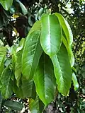 Mature leaf