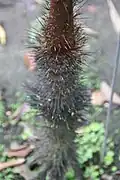The black spines that cover the stem and leaves of young plants