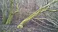 Hawthorn trees (March)