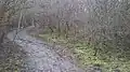 Inside the Hawthorn-forest (March)