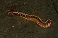 S. dehaani eating a snake of the genus Hypsiscopus.