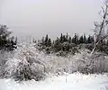 Winter in Tornby Plantation