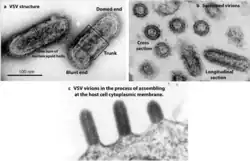 TEM micrograph of virions