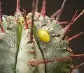Day 1: The sticky seed has landed on the host plant.