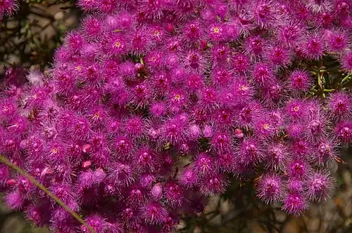 Verticordia monadelpha