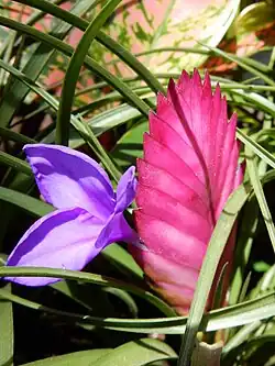 Blue inflorescence
