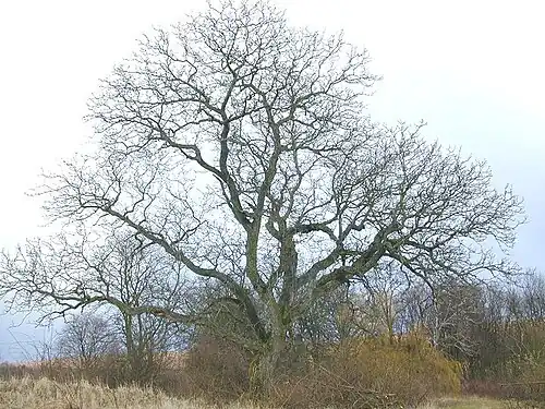 Old tree