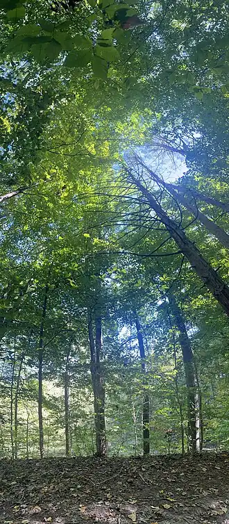 Trees