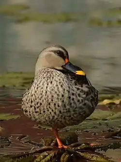 Duck
