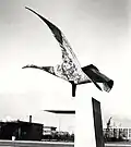 Water fowl 1963