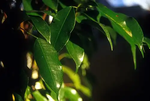 Foliage