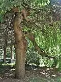Weeping Japanese pagoda tree