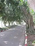 Tree-lined walk at the “Faculty Gate”