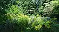 Westbere Copse