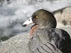 Image of blue duck