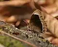 Dry-season form at Samsing in Darjeeling district of West Bengal, India