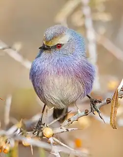 Male bird in tree