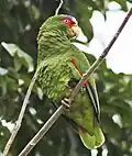 Tikal, Guatemala