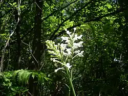 P. blephariglottis -White fringed orchid