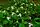 Trillium grandiflorum, white trillium, Ellison bluff