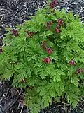 A plant with flowerbuds